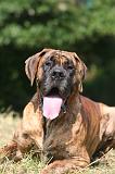 DOGUE ALLEMAND 970